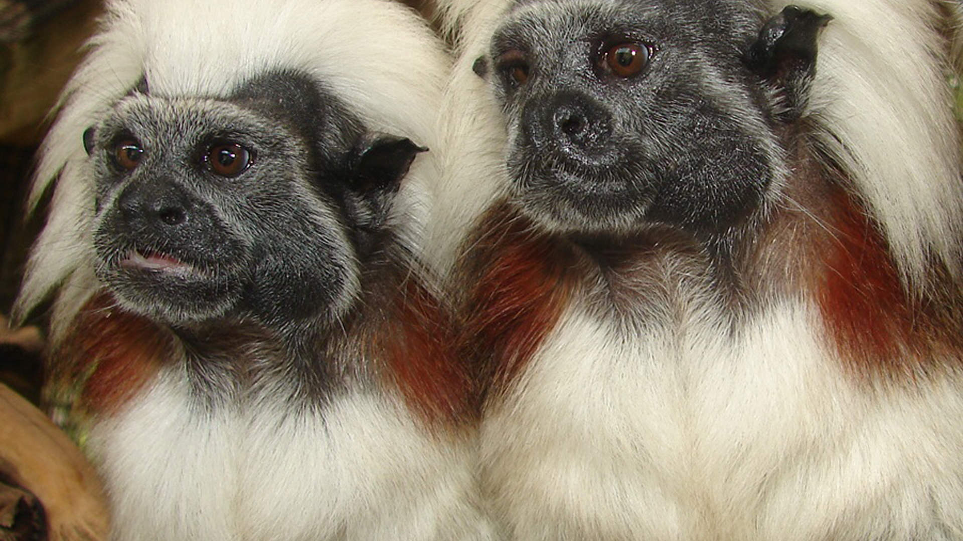 cotton top tamarin stuffed animal