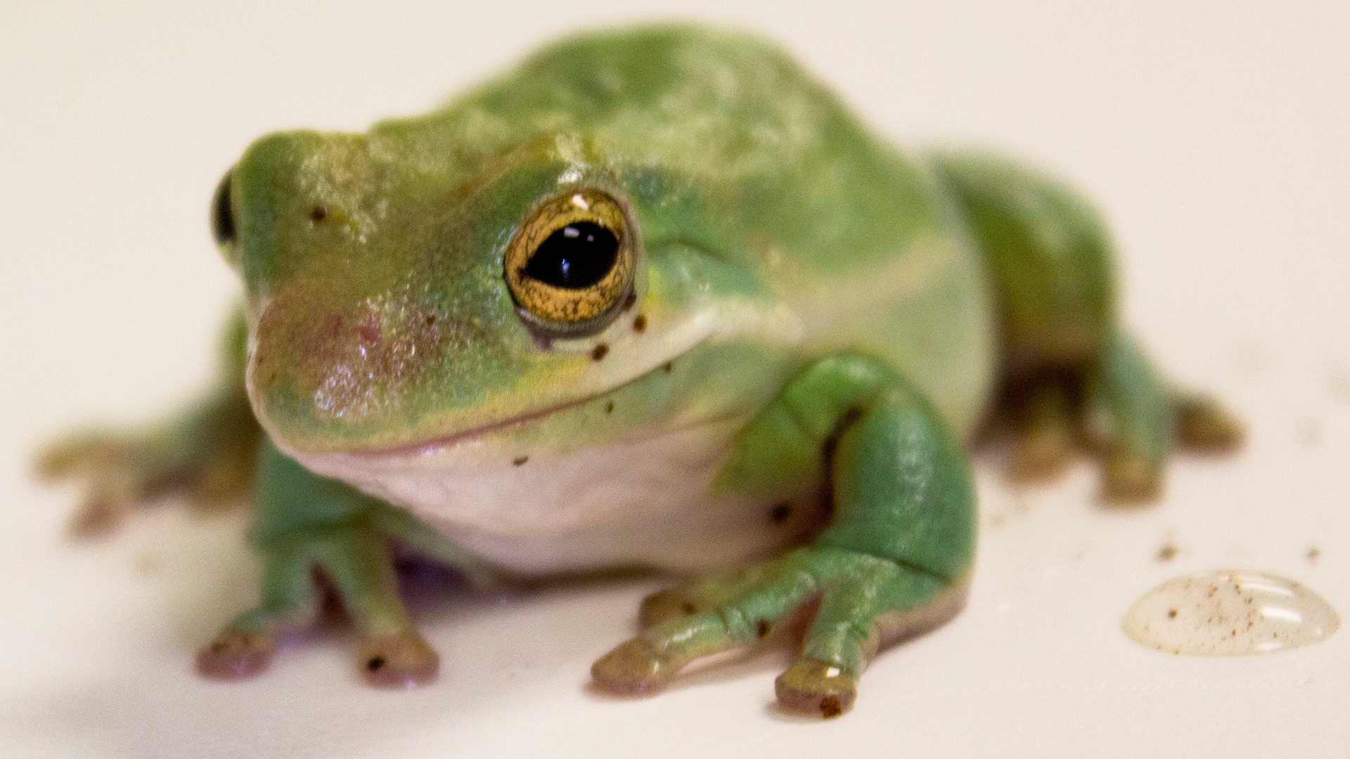 Central Florida Zoo & Botanical Gardens White's Tree Frog Attraction ...