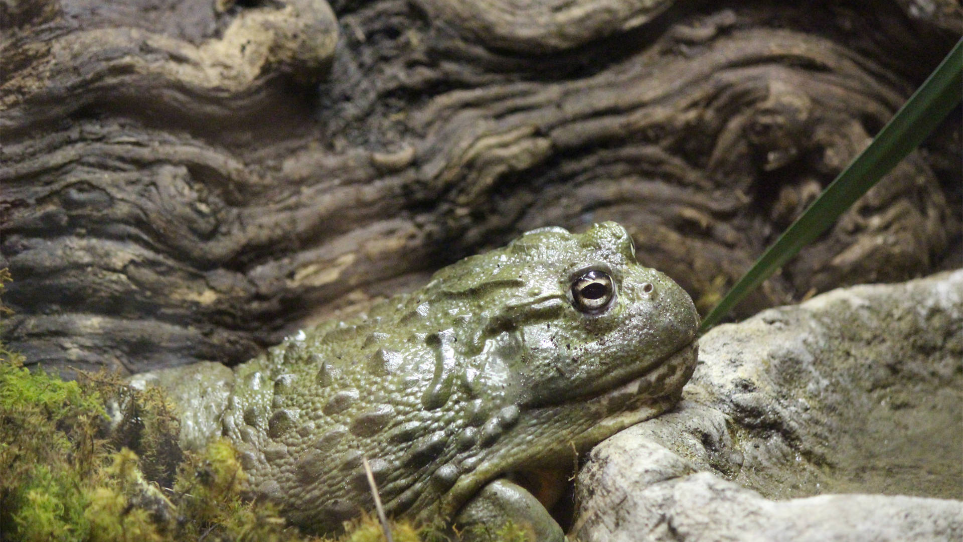 Central Florida Zoo & Botanical Gardens African Bullfrog  