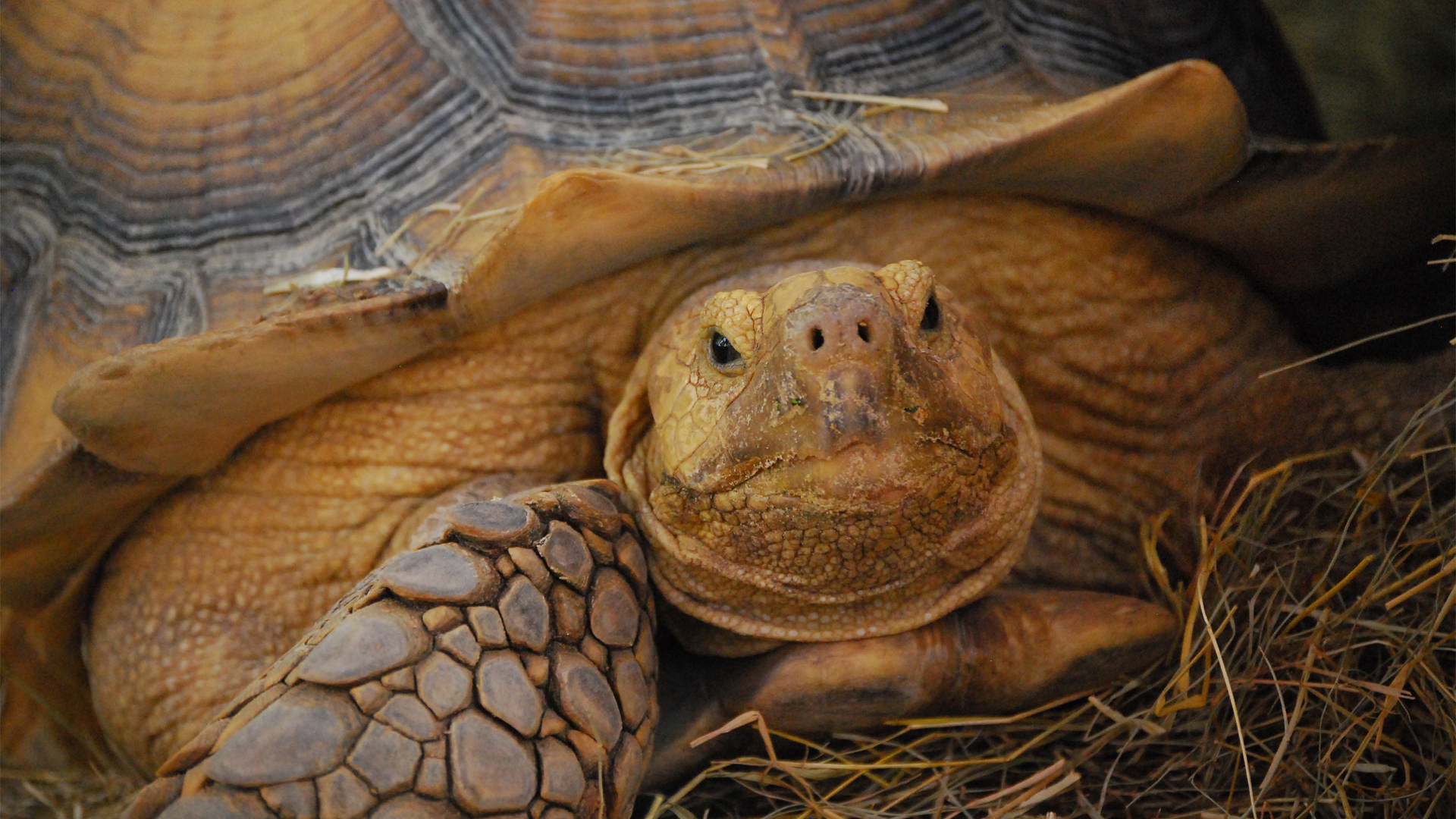 Central Florida Zoo & Botanical Gardens African Spurred Tortoise (2 ...