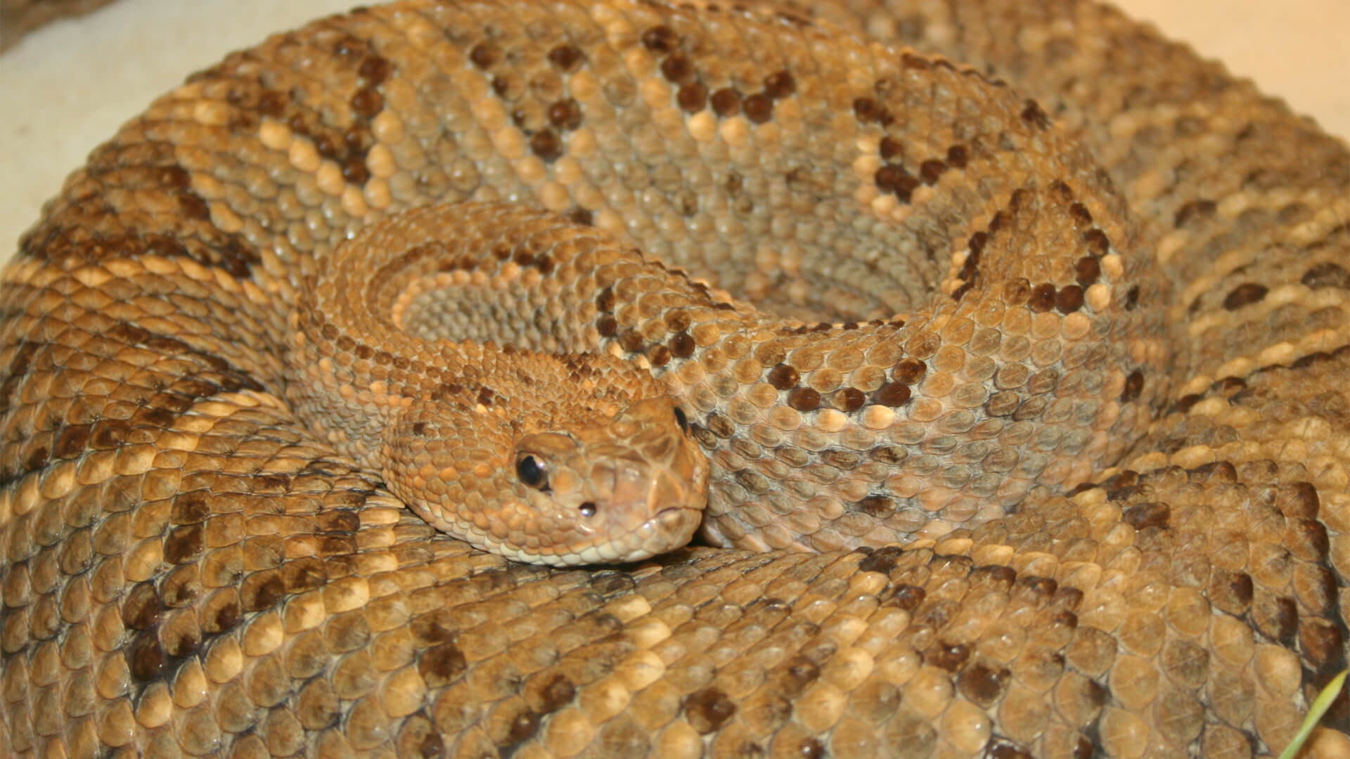 Central Florida Zoo Botanical Gardens Aruba Island Rattlesnake 1   Aruba Island Rattlesnake 1 