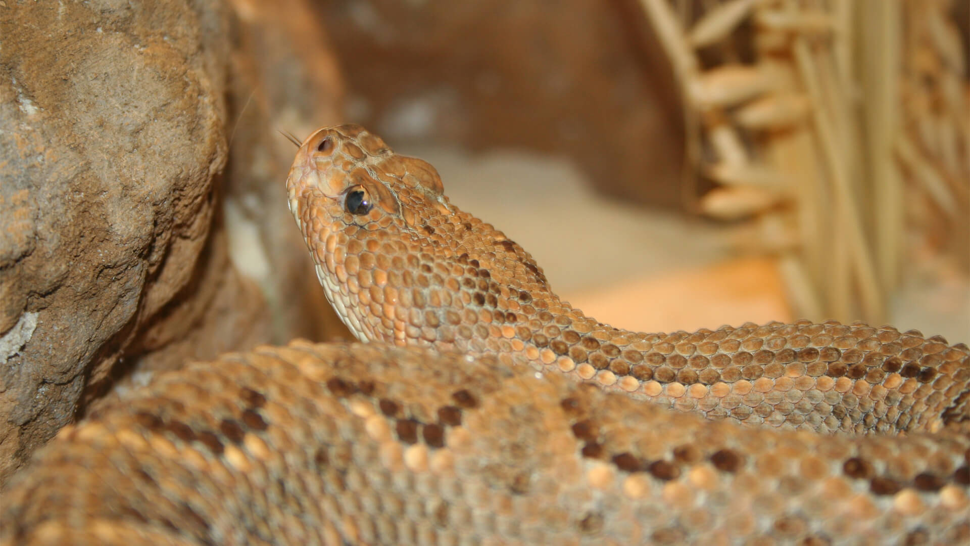 Central Florida Zoo Botanical Gardens Aruba Island Rattlesnake 2   Aruba Island Rattlesnake 2 