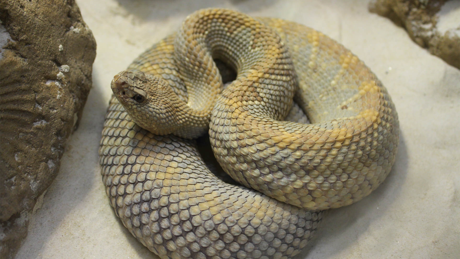 Central Florida Zoo Botanical Gardens Aruba Island Rattlesnake 3   Aruba Island Rattlesnake 3 