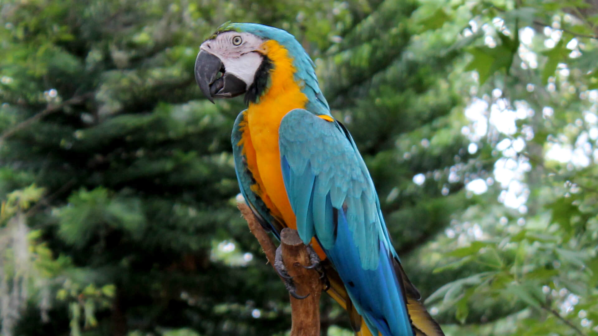 Central Florida Zoo & Botanical Gardens Blue-and-Gold-Macaw-(1