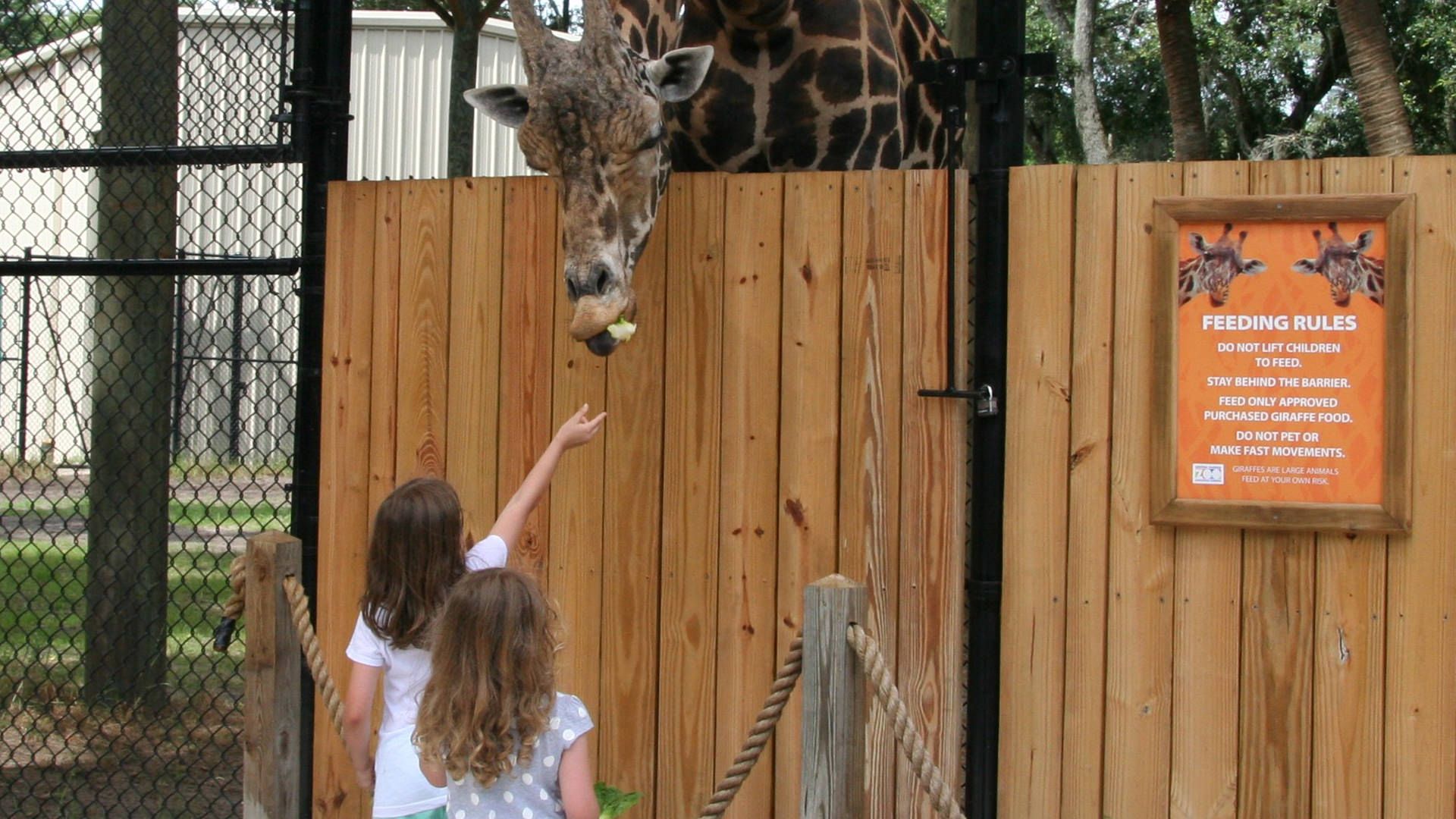 Central Florida Zoo & Botanical Gardens Giraffe - Central Florida Zoo