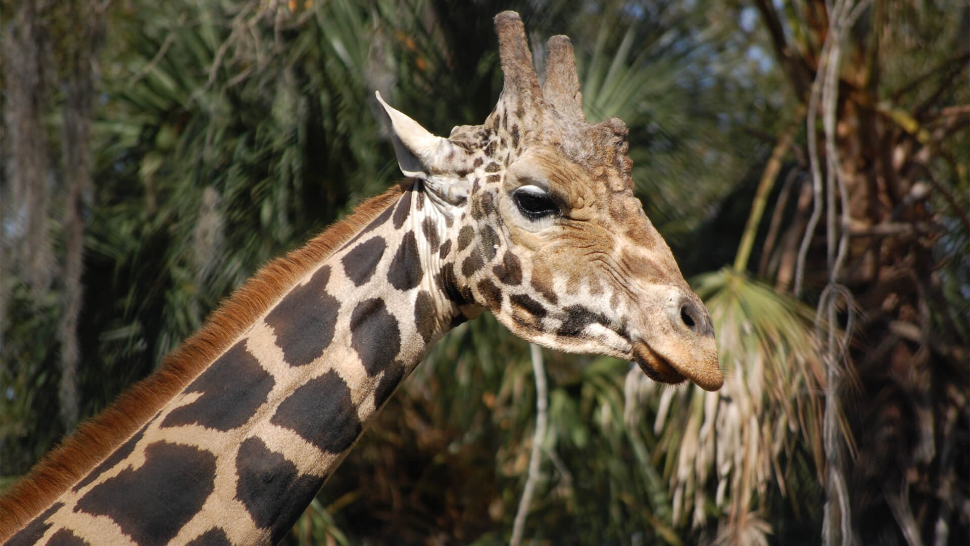 Central Florida Zoo & Botanical Gardens Giraffe-(5) – Central Florida ...