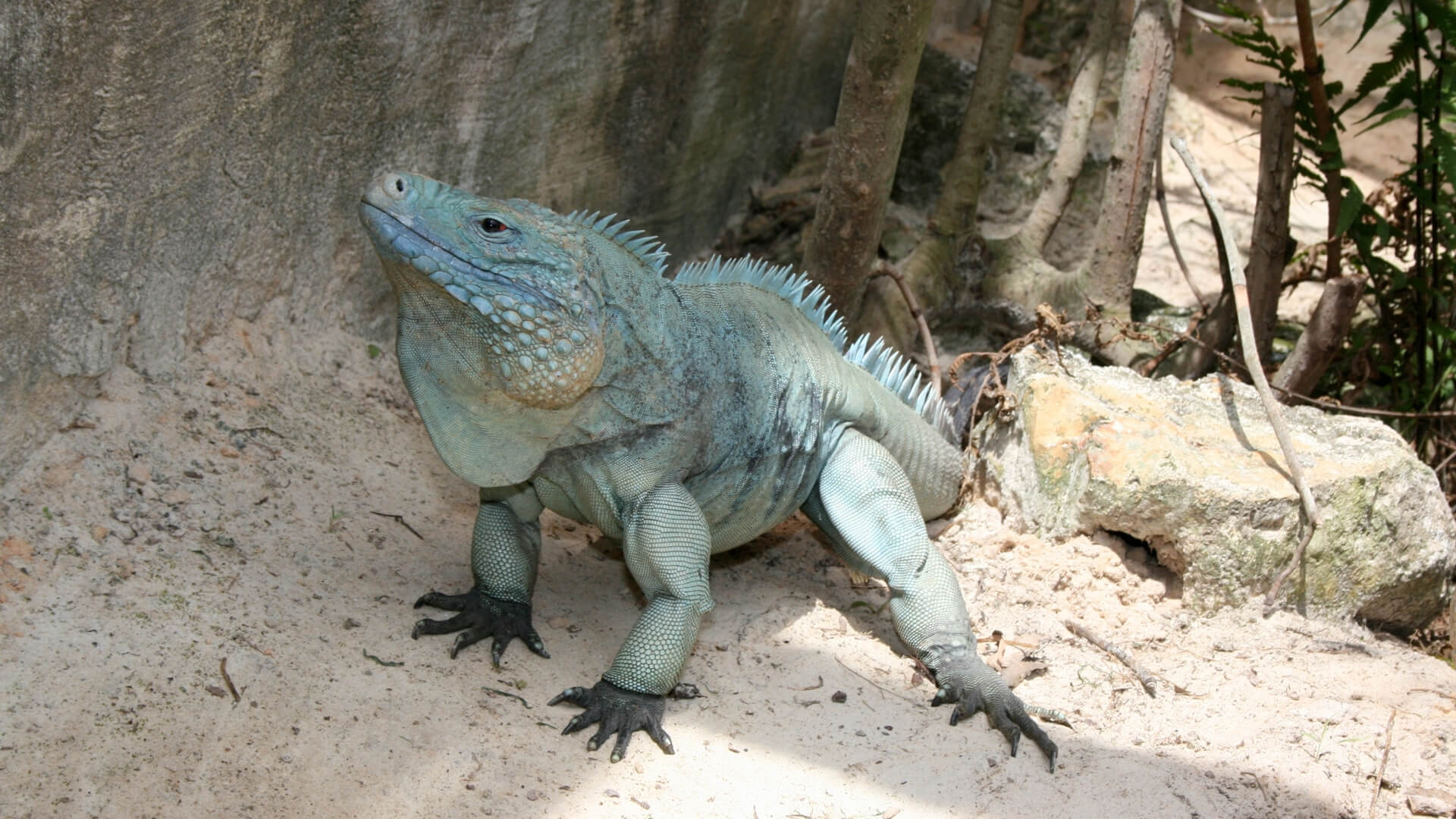 Central Florida Zoo & Botanical Gardens Grand Cayman Rock Iguana ...