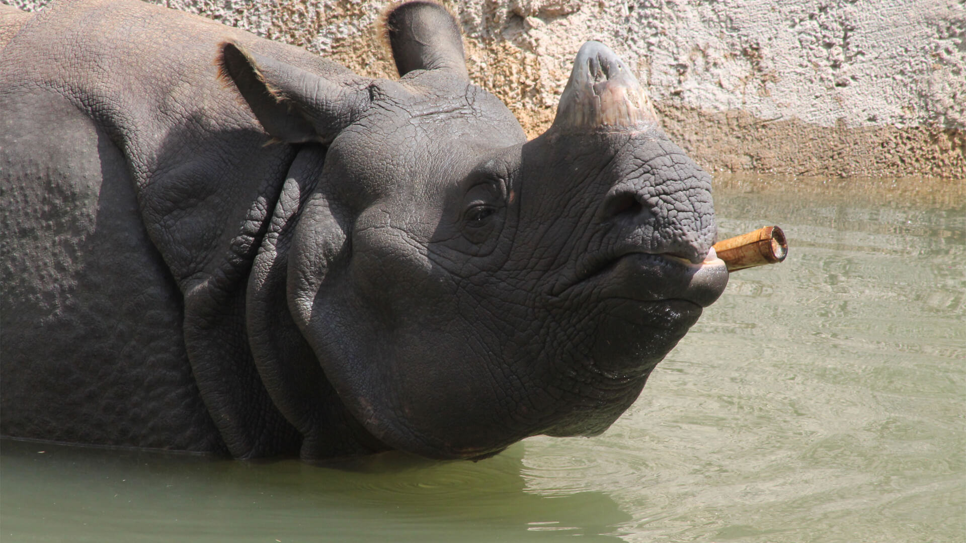 CFZ Greater One-Horned Rhinoceros - CFZ