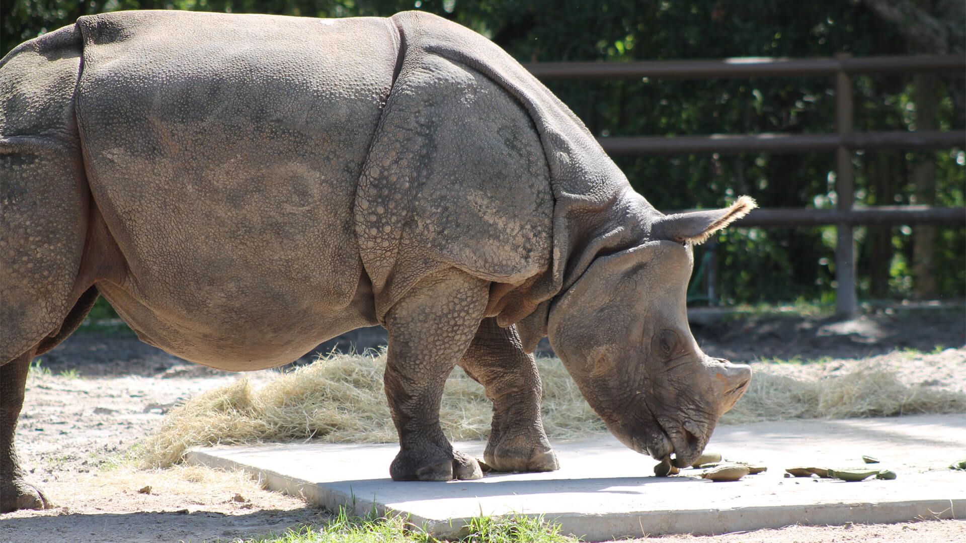 rhinoceros height and weight