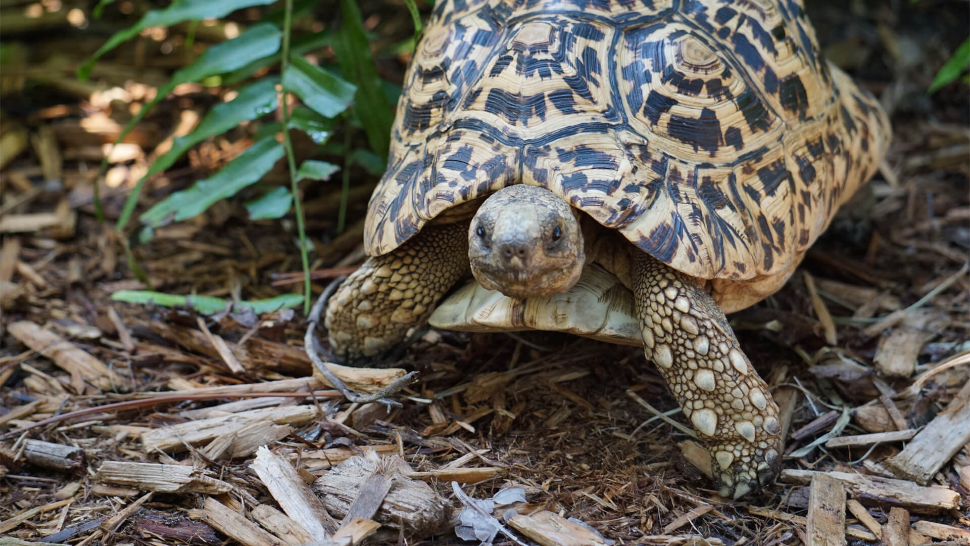 Central Florida Zoo & Botanical Gardens Leopard Tortoise (2) – Central ...