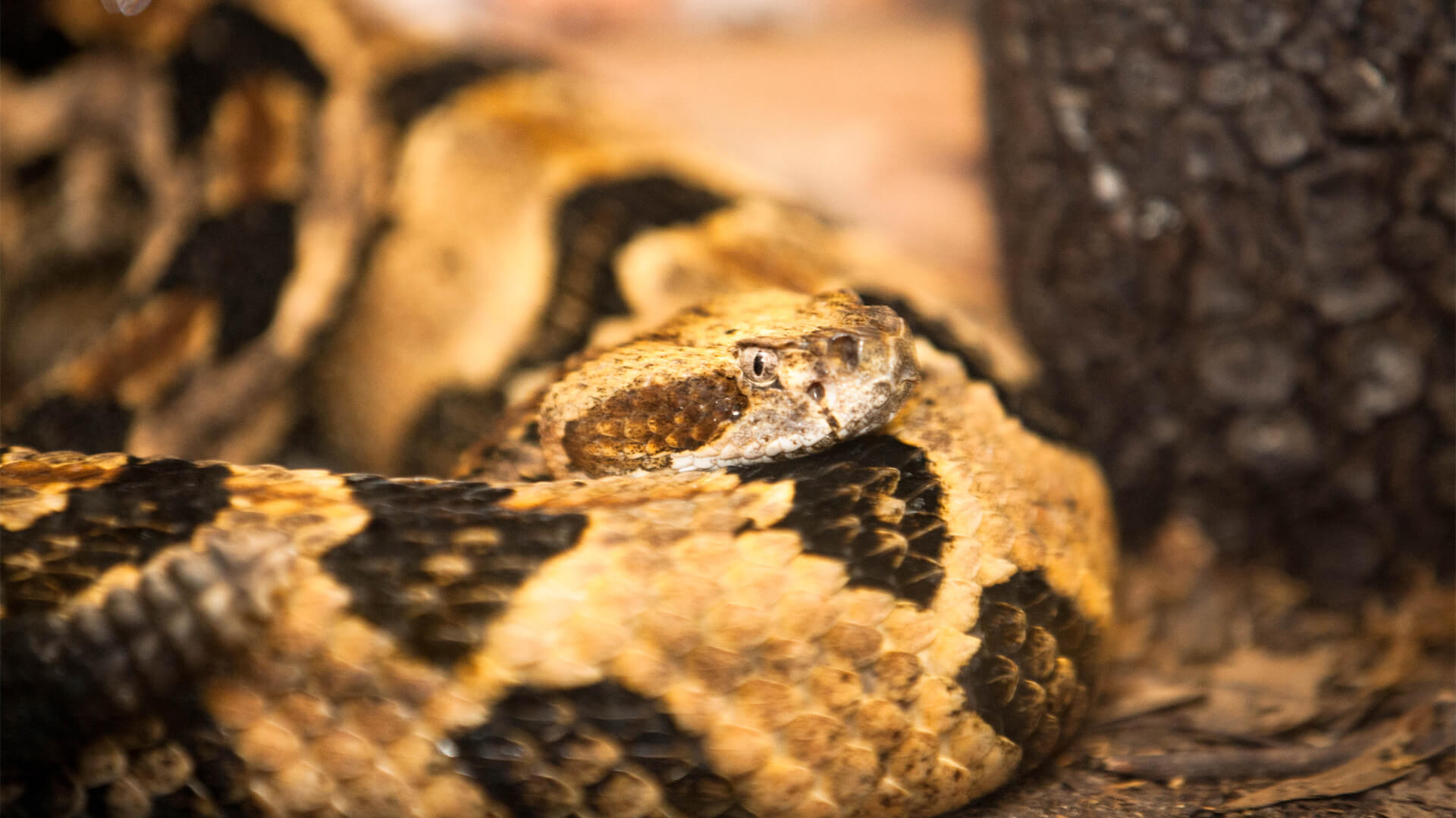 Timber Rattlesnake Attraction | Central Florida Zoo Animals