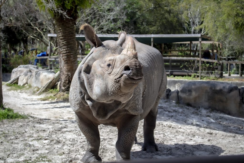 Central Florida Zoo & Botanical Gardens Rhinoceros Encounter Attraction ...