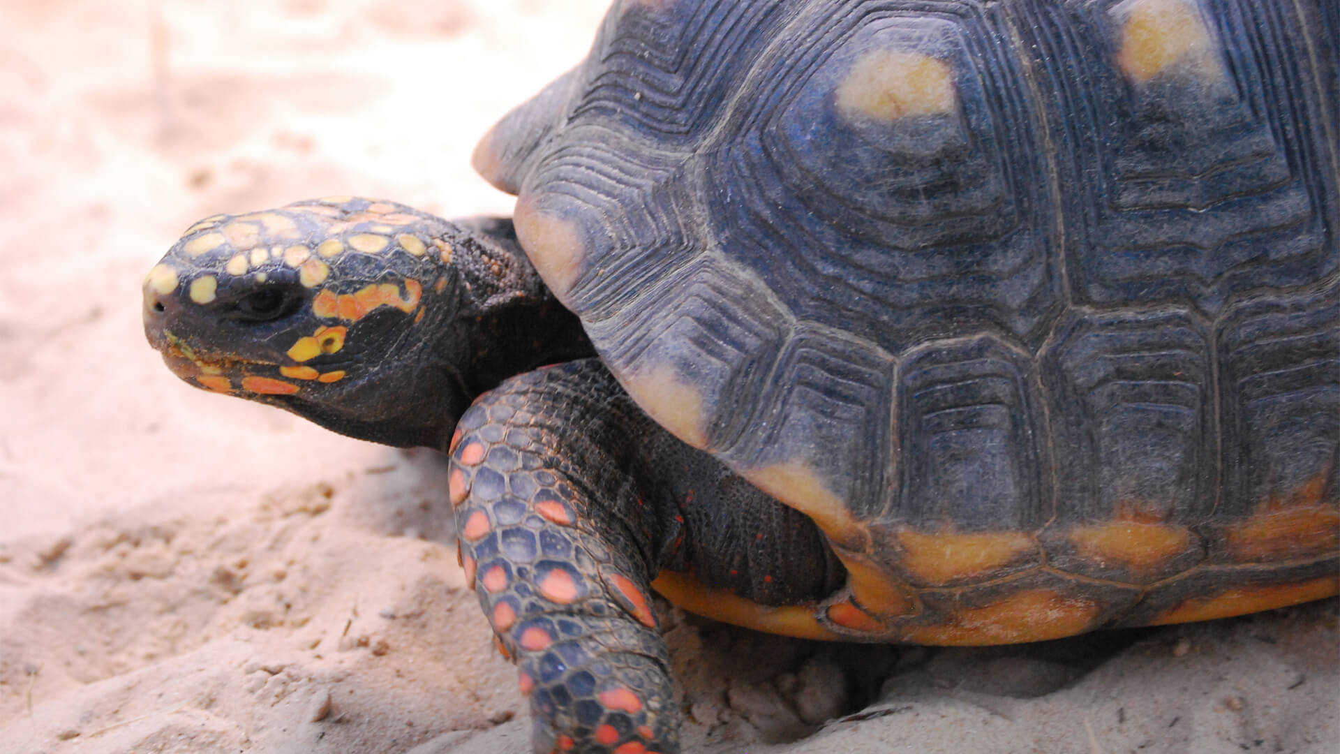 Central Florida Zoo & Botanical Gardens Red Footed Tortoise (1 ...