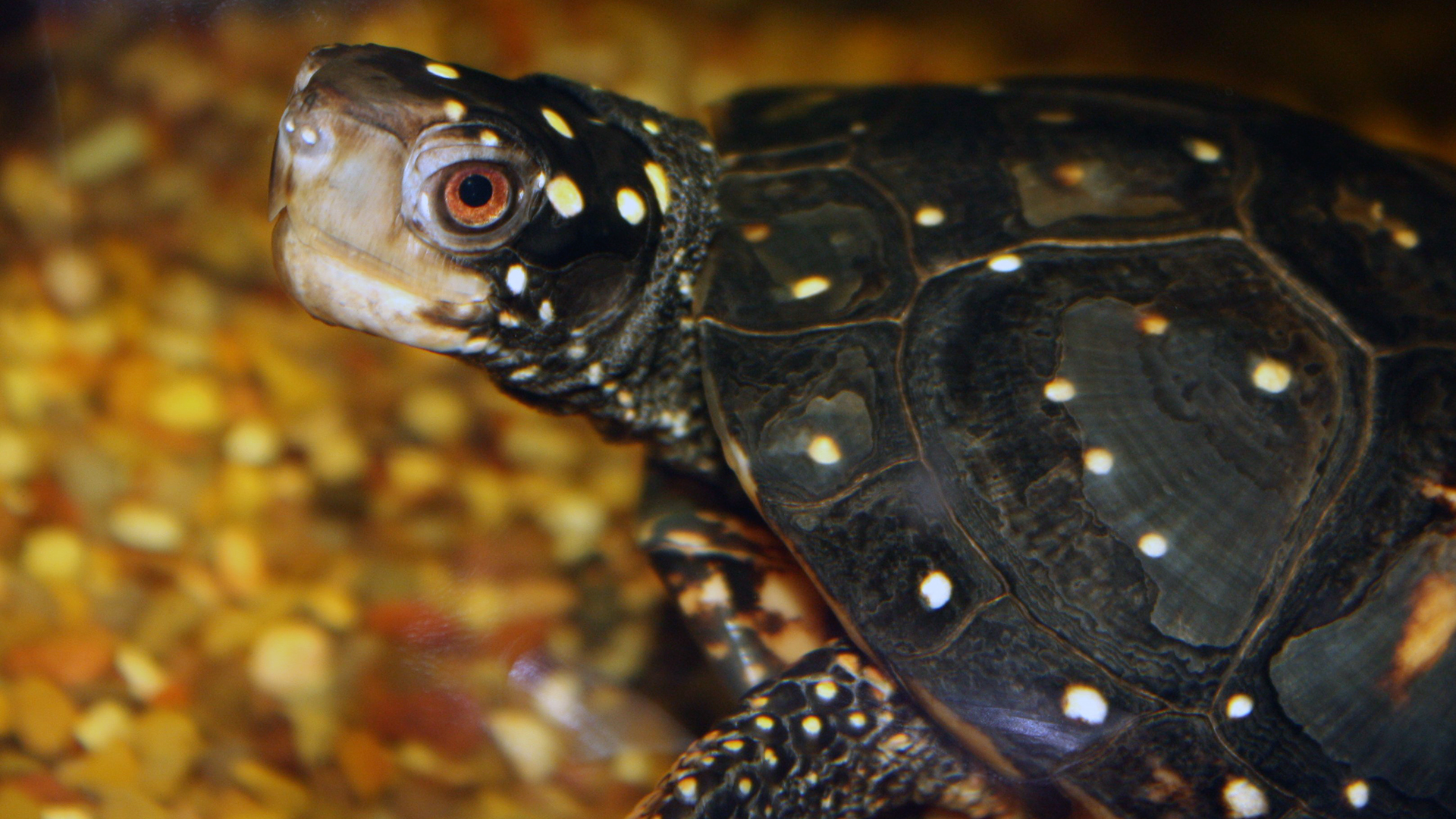 Central Florida Zoo & Botanical Gardens Spotted Turtle Attraction ...