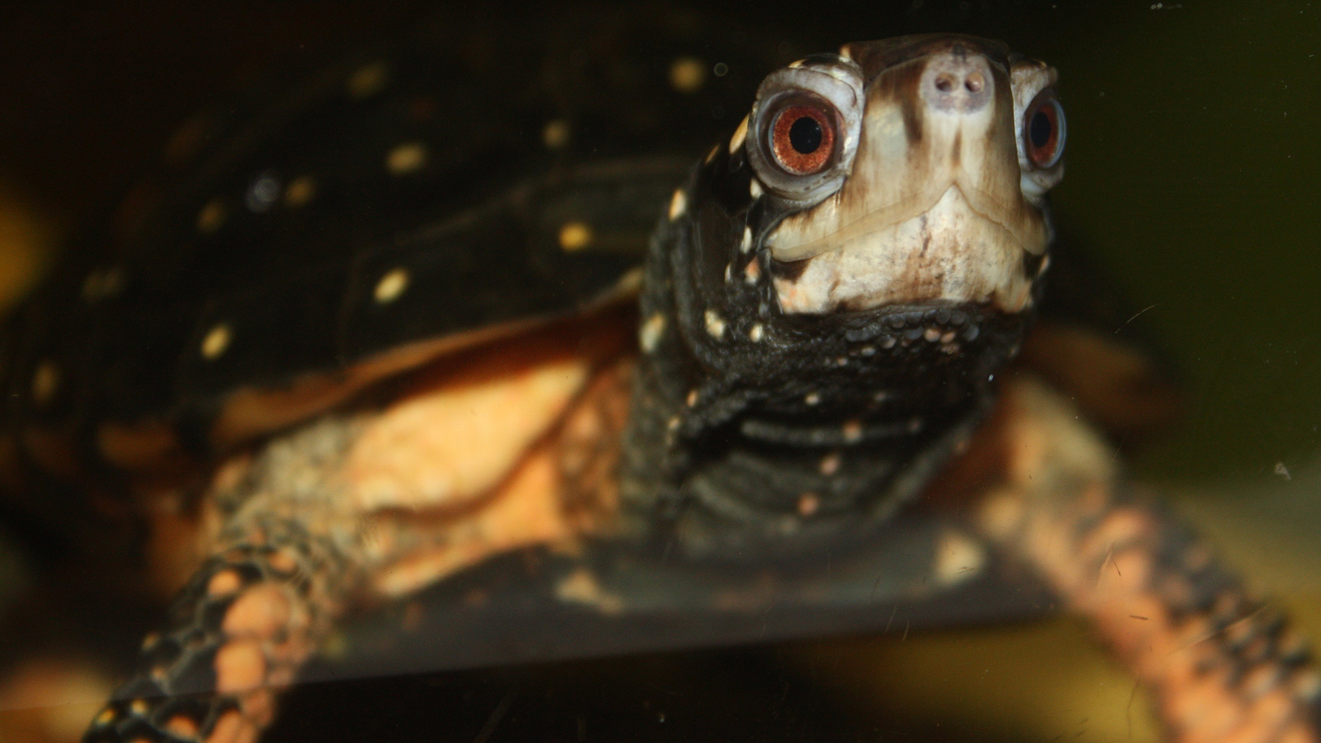 Central Florida Zoo & Botanical Gardens Spotted_Turtle_by_Trisha ...