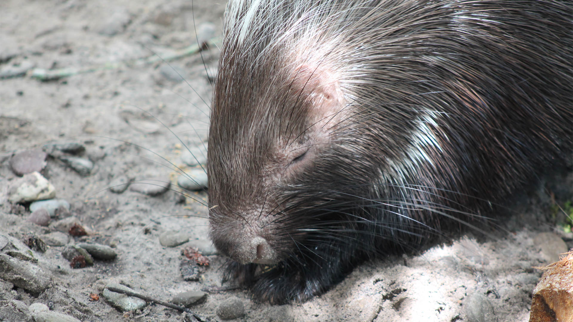 Central Florida Zoo & Botanical Gardens African Crested Porcupine ...