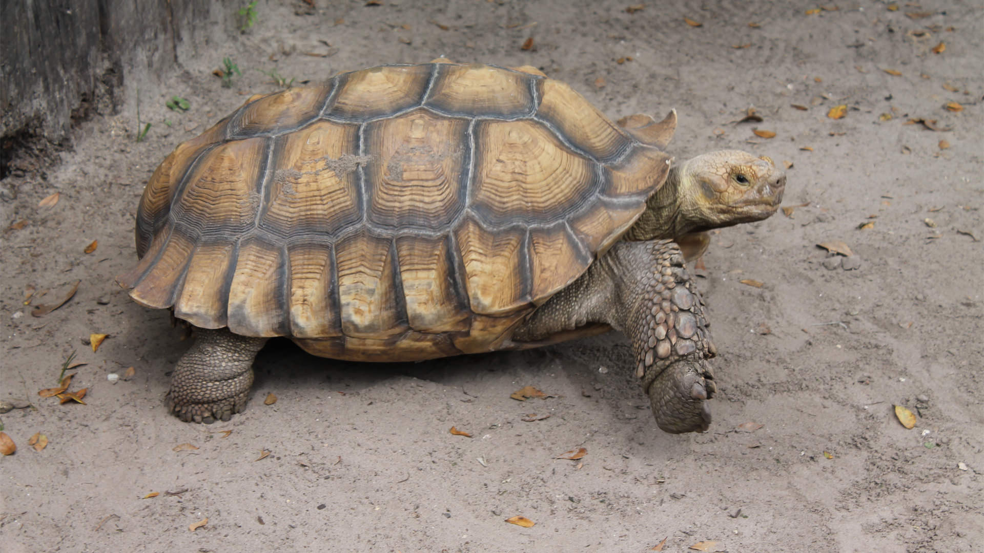 Central Florida Zoo & Botanical Gardens african spurred tortoise (4 ...