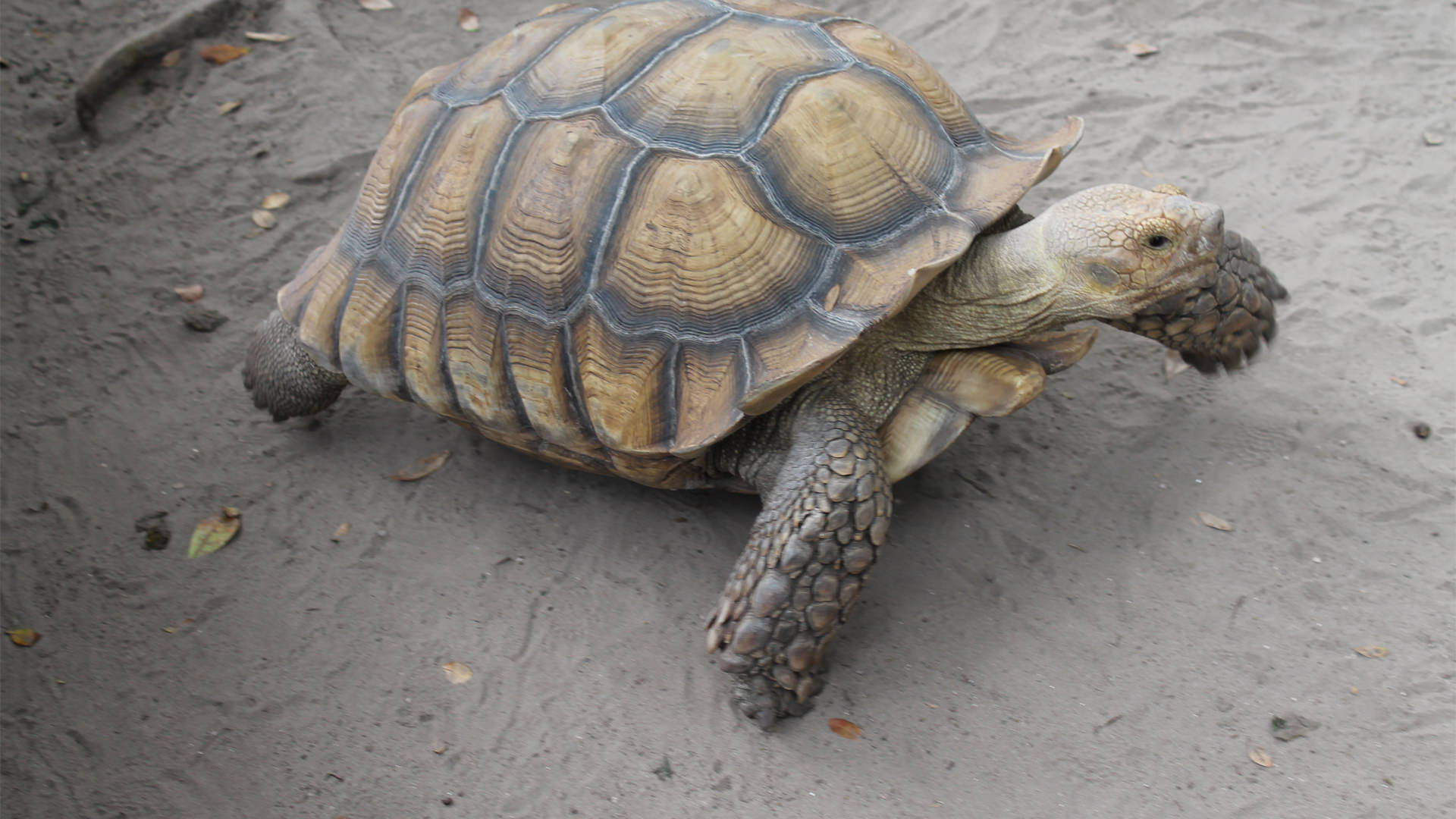 Central Florida Zoo & Botanical Gardens african spurred tortoise (5 ...