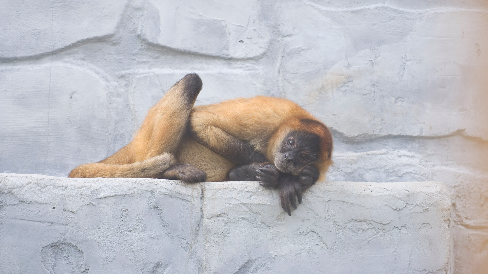 central-florida-zoo-botanical-gardens-black-handed-spider-monkey-3