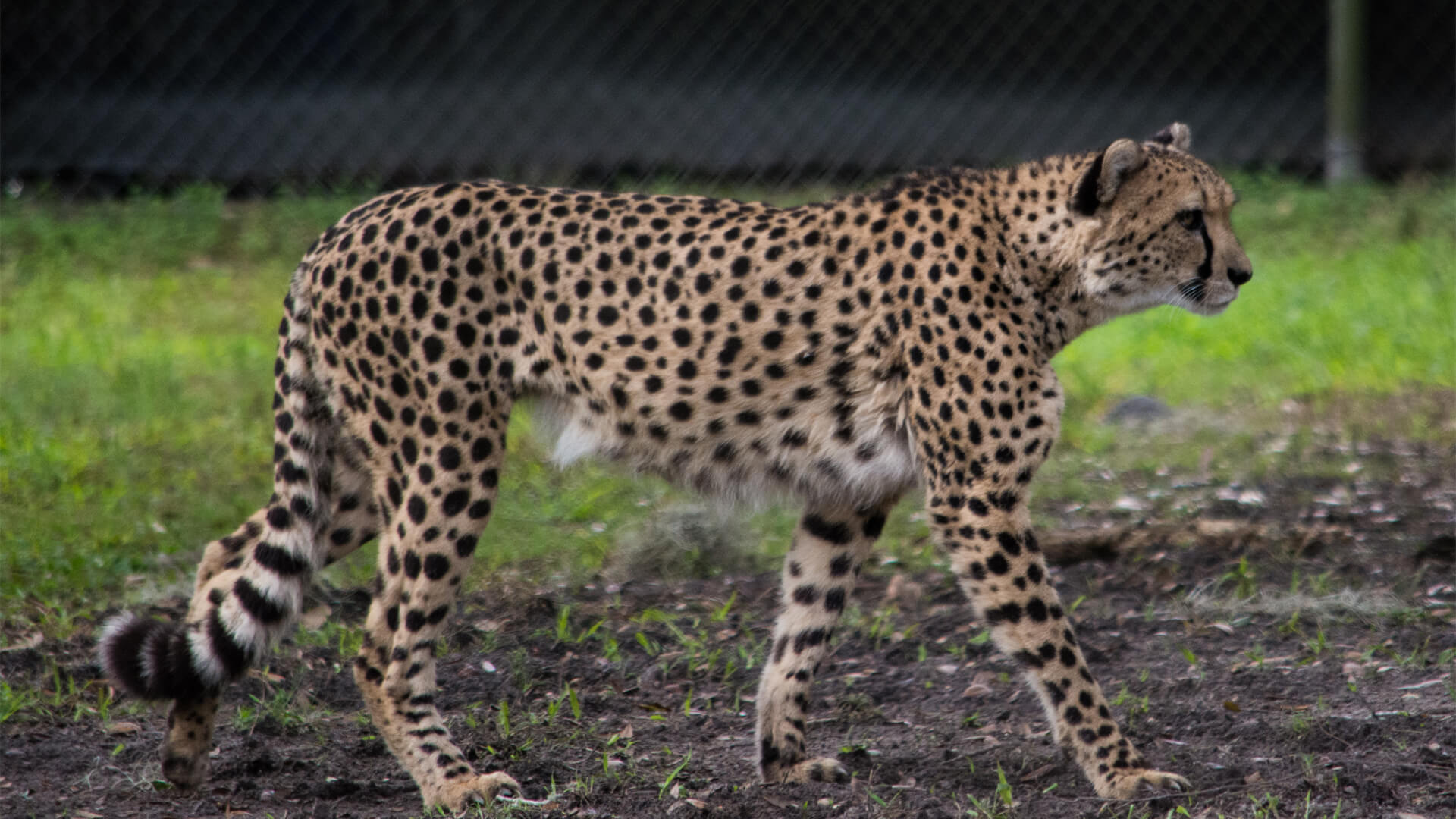 Central Florida Zoo & Botanical Gardens cheetah (7) – Central Florida ...