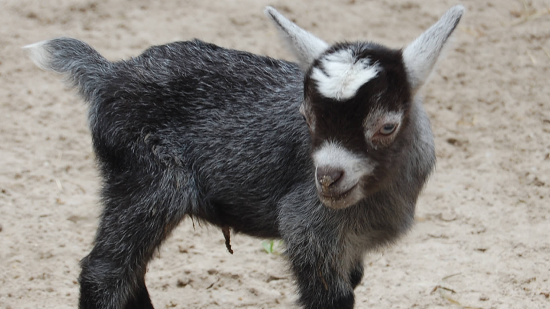 Central Florida Zoo & Botanical Gardens Pygmy-goat-(5) – Central ...