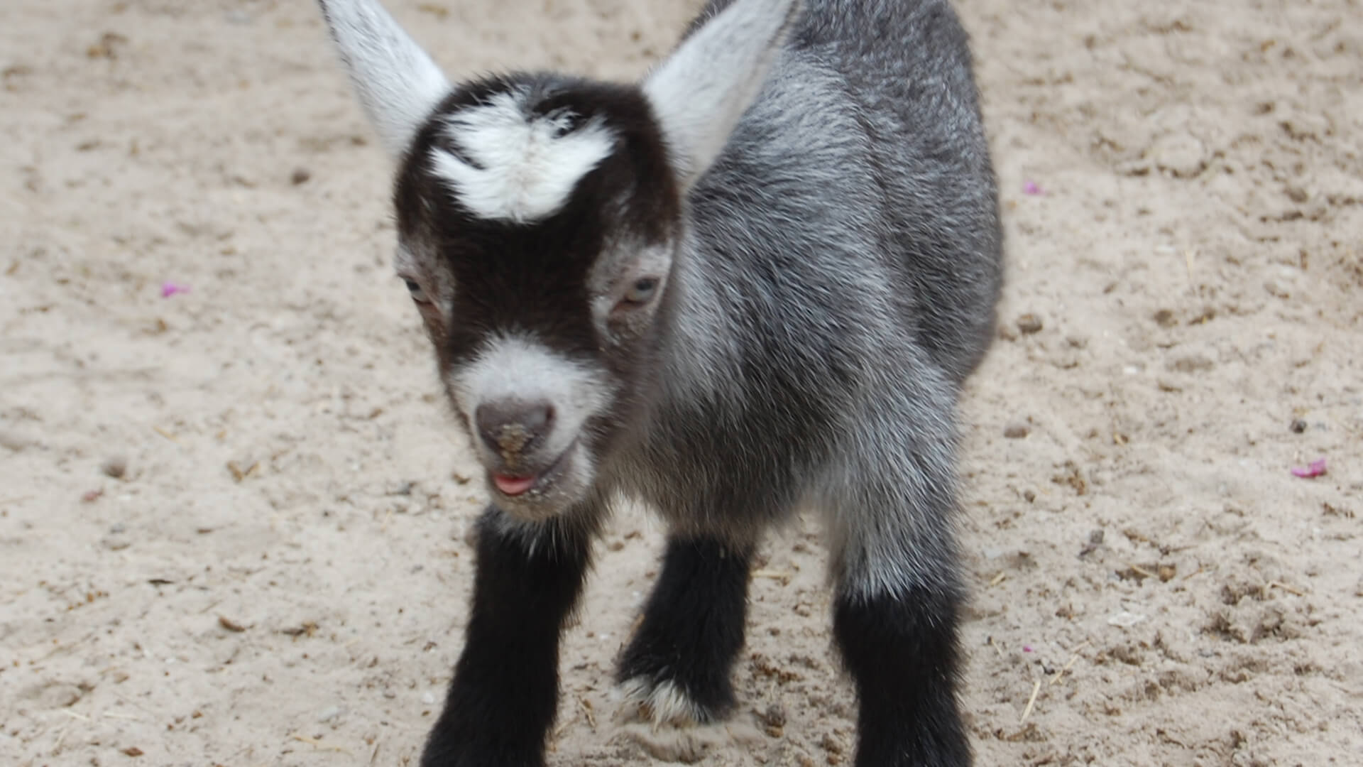 CFZ Pygmy Goat CFZ