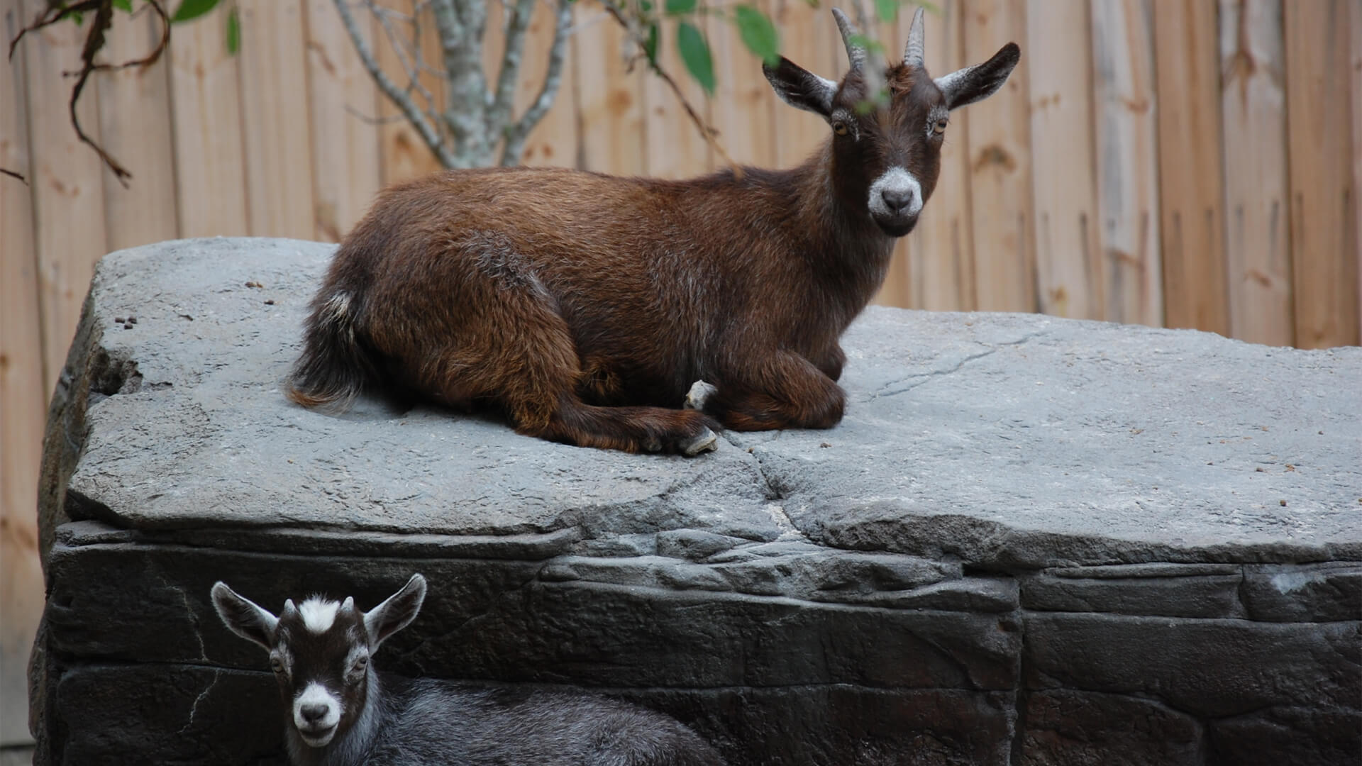 Central Florida Zoo & Botanical Gardens Pygmy Goat Central Florida