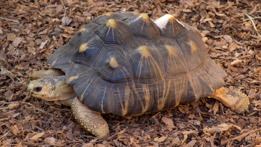 Central Florida Zoo & Botanical Gardens radiated tortoise – Central ...