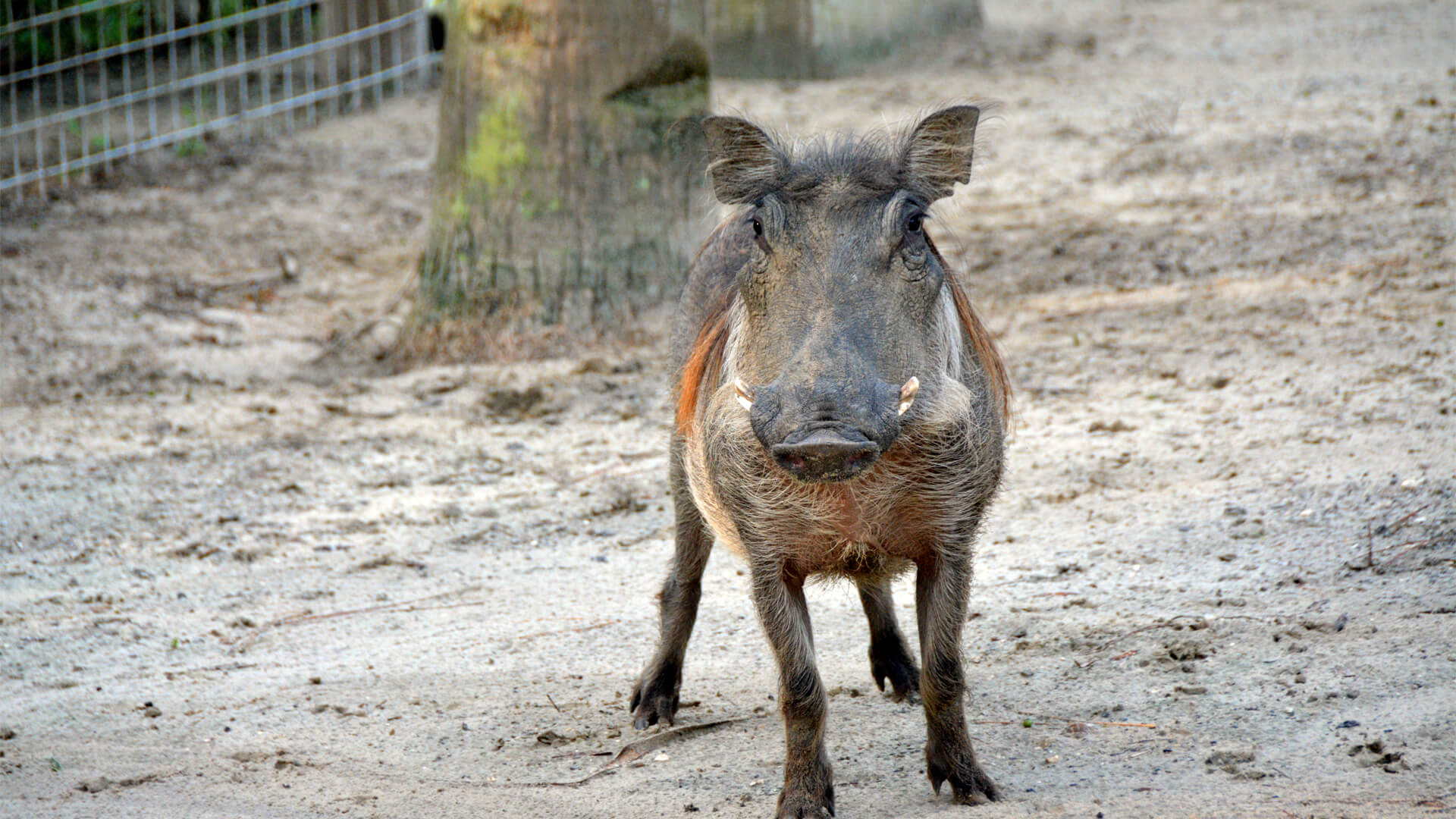 Central Florida Zoo & Botanical Gardens Warthog (5) – Central Florida ...