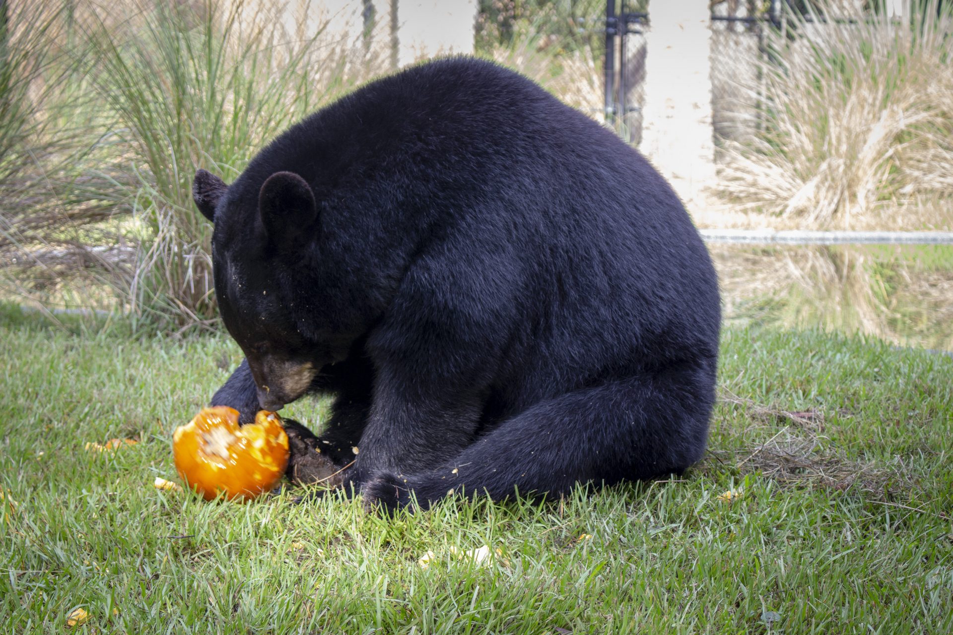 Florida Black Bear Attraction Central Florida Zoo Animals