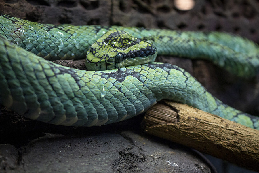 Central Florida Zoo & Botanical Gardens Reptiles—Repelling or Riveting ...