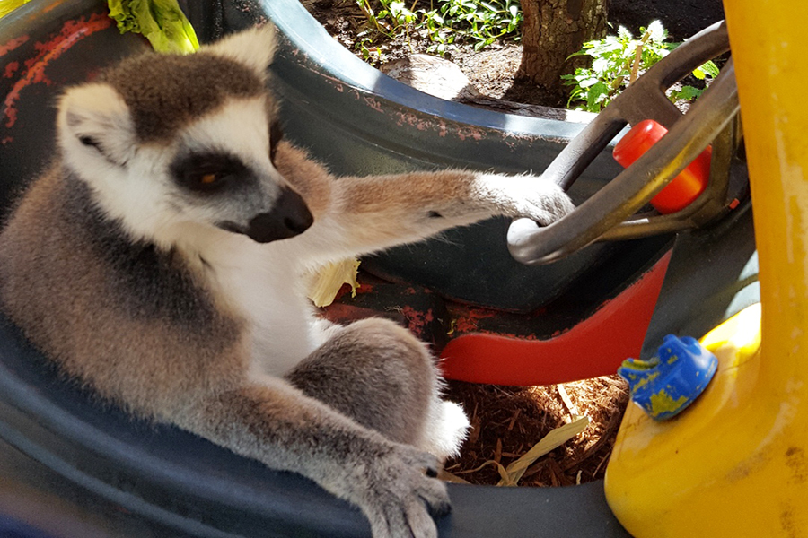 Central Florida Zoo & Botanical Gardens We're Loco for Lemurs - Central ...