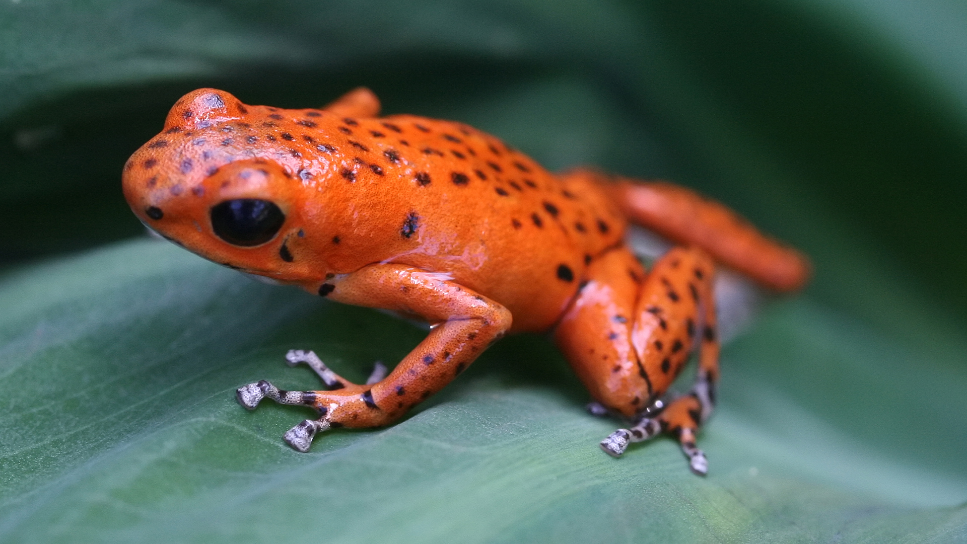 Central Florida Zoo Botanical Gardens Red poison dart frog Central 