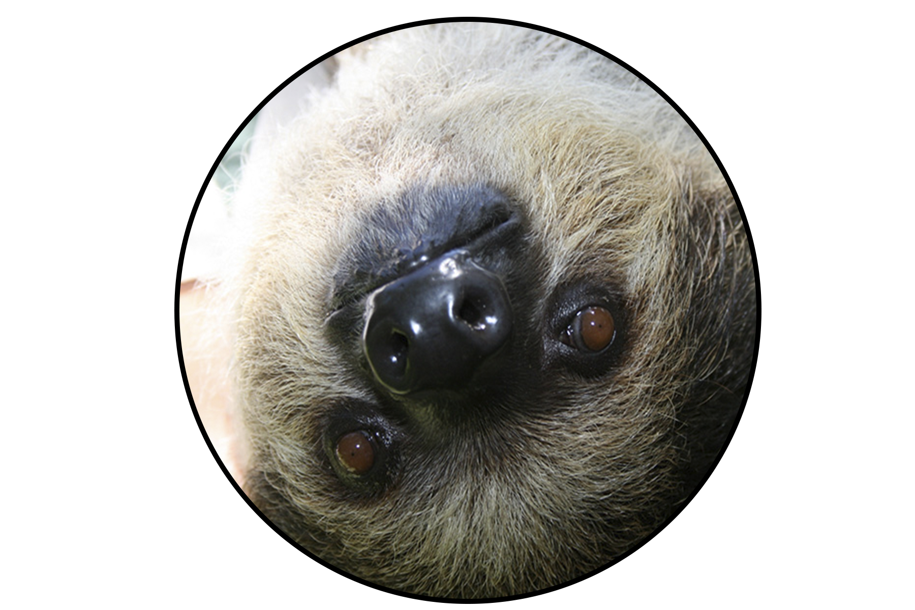 Central Florida Zoo & Botanical Gardens Sloth – Central Florida Zoo ...