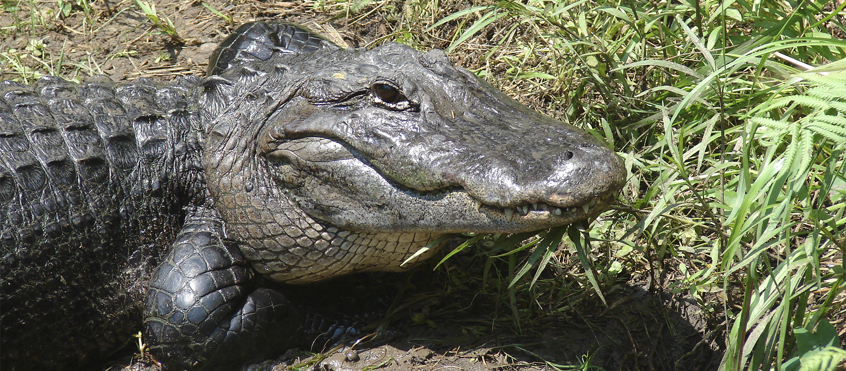 Central Florida Zoo & Botanical Gardens West Seminole Boulevard Road ...