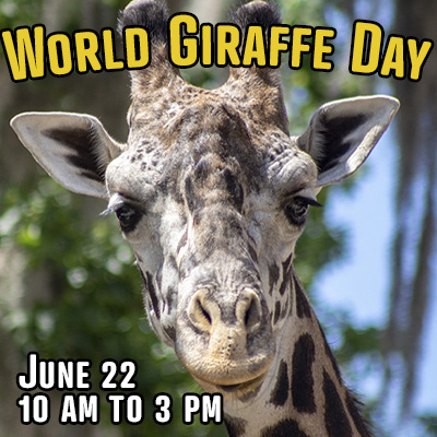 World Giraffe Day Central Florida Zoo Botanical Gardens