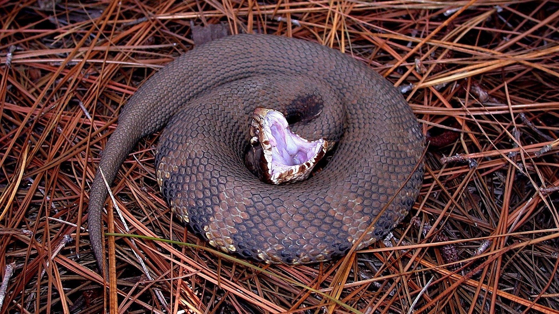 Central Florida Zoo Botanical Gardens Cottonmouth Central Florida 