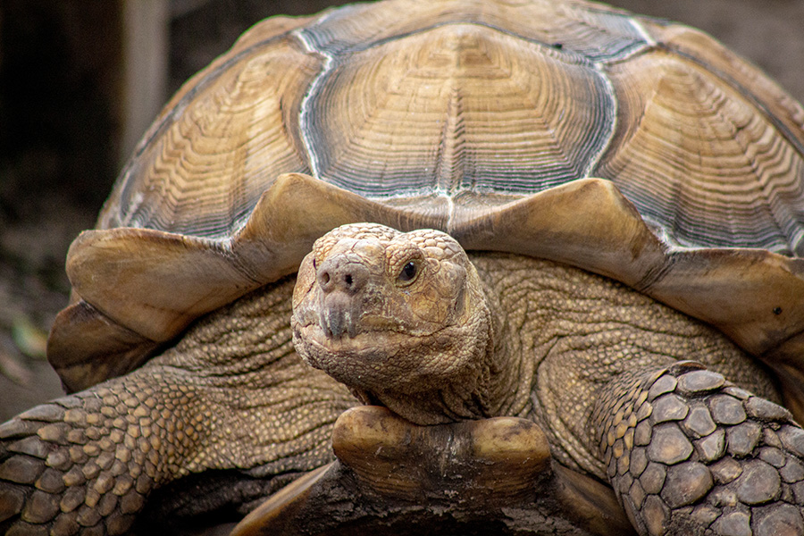 Central Florida Zoo & Botanical Gardens Know Before You Go - Central ...