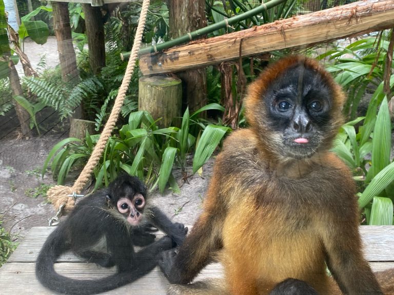 Central Florida Zoo & Botanical Gardens Central Florida Zoo takes in three orphaned Mexican