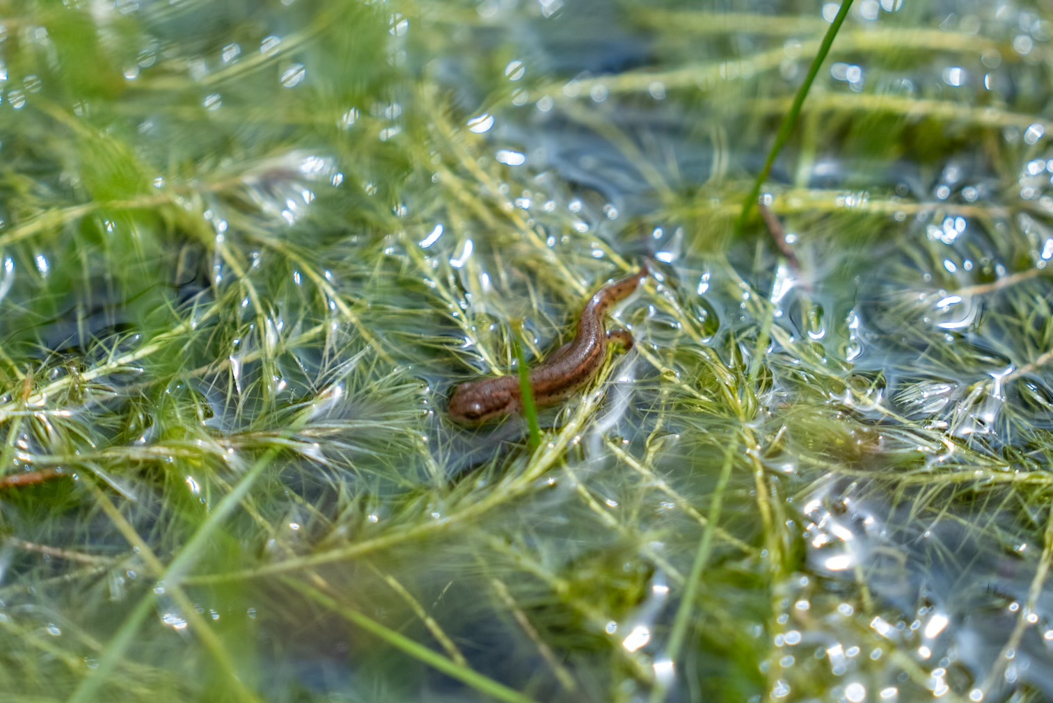 Central Florida Zoo & Botanical Gardens Over 600 striped newts released ...