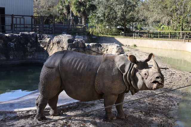 Central Florida Zoo & Botanical Gardens 5 ways you can get involved at ...